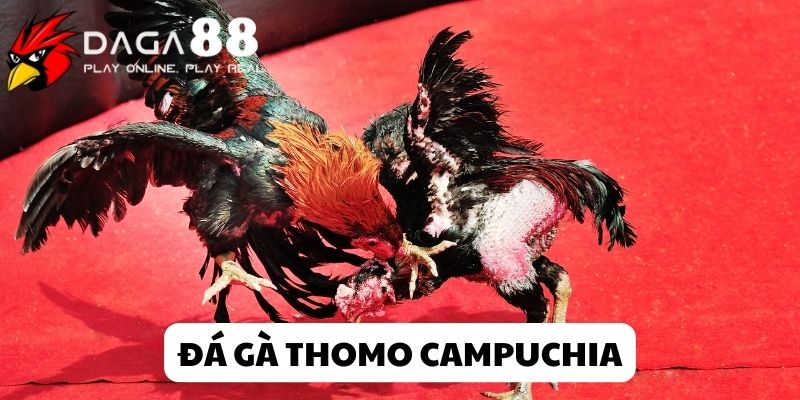 Đá gà Thomo cùng Daga88